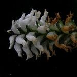 Lagotis kunawurensis Flower