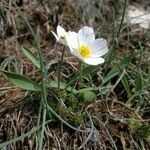 Ranunculus kuepferi Flower