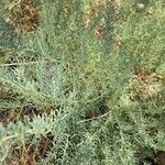 Suaeda maritima Libunga