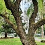 Salix × pendulina Bark