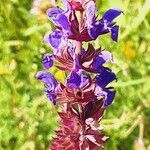 Salvia × digenea