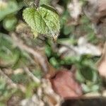 Ageratum conyzoides Yaprak