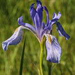 Iris missouriensis Fleur