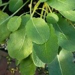 Salvia hierosolymitana 葉