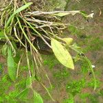 Polystachya albescens Habit