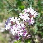 Junellia hookeriana Flower