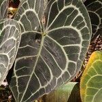 Anthurium clarinervium Leaf