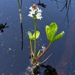 Menyanthes trifoliata Flower