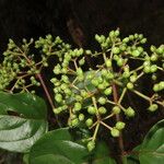 Viburnum venustum Gyümölcs