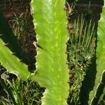 Euphorbia murielii Blad