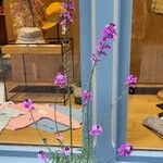Erysimum cheiri Blomst