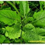 Lapsana communis 葉