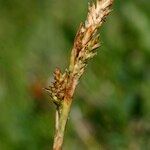 Carex vaginata Fruto