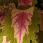 Coleus scutellarioides Leht