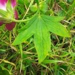 Callirhoe digitata Leaf