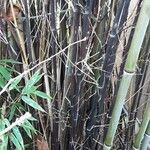 Phyllostachys nigra Bark