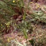 Bupleurum alpigenum 形態