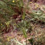 Bupleurum alpigenum Habit