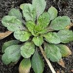 Arabidopsis thaliana Leaf