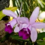 Cattleya intermedia Květ