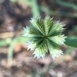 Dactyloctenium radulans Flor