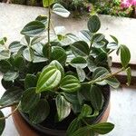 Peperomia angulataLiść