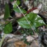 Hetaeria oblongifolia Hábito