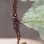 Trichomanes erosum Folha
