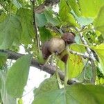 Cordia subcordata Fruto