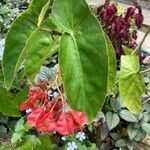 Begonia coccinea Лист