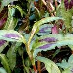 Persicaria capitata Blad