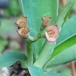 Euphorbia hislopii Fleur