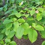 Stewartia pseudocamellia Folla