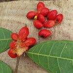 Maquira guianensis Fruit