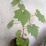 Vitis rotundifolia Folha