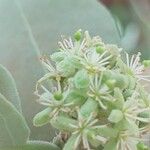 Boscia senegalensis Flower