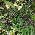 Persicaria chinensis Flower