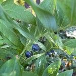 Polygonatum latifolium 果実