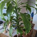 Dracaena arborea Φύλλο