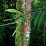 Anthurium bakeri Bark