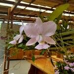 Cattleya walkeriana Цветок
