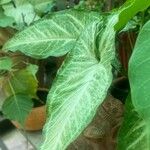 Syngonium podophyllumLeaf