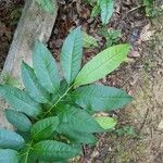 Oxydendrum arboreum Frunză