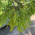 Caesalpinia pluviosa Leaf