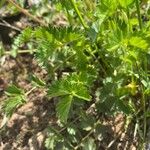 Potentilla gracilis Leaf