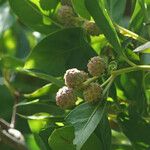 Conocarpus erectus 果實