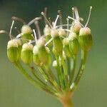 Pimpinella major Плід