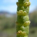 Arthrocnemum macrostachyum Ekosanga