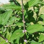 Lippia alba Foglia