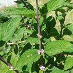 Lippia alba Leaf